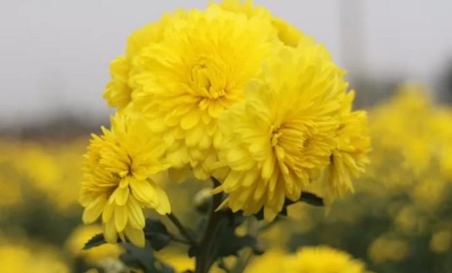 千畝云臺(tái)冰菊盛開，誠邀您蒞臨免費(fèi)參觀！