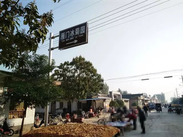 如何找到云臺冰菊？怎樣找到云臺冰菊？